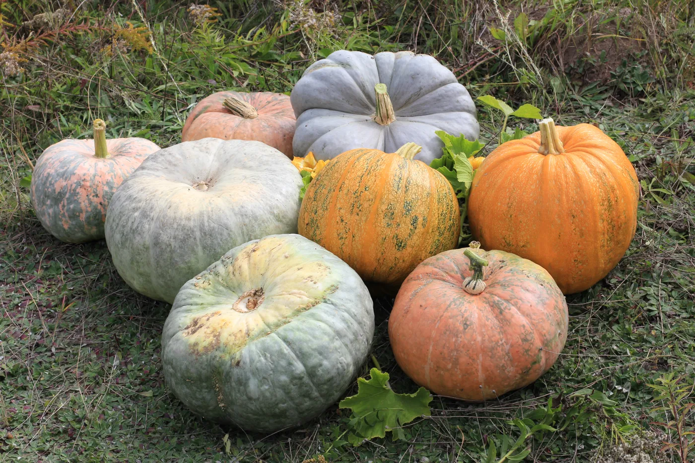 Mixed pumpkin varieties. Milton's patch says it has white, warty, stripey and pink pumpkins alongside the usual orange